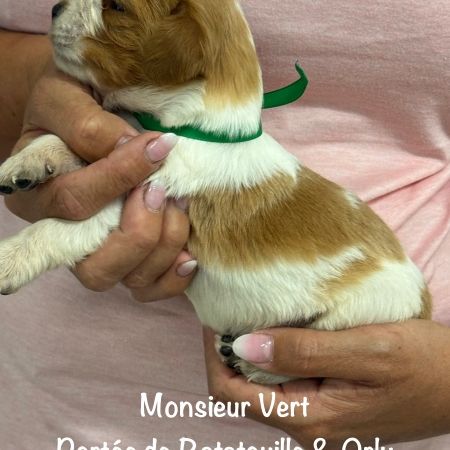 Chiots epagneul breton orange & blanc lof exc orig #1