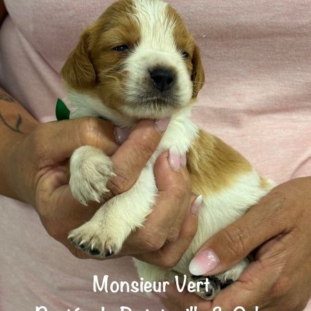 Chiots epagneul breton orange & blanc lof exc orig #2