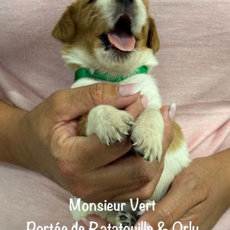Chiots epagneul breton orange & blanc lof exc orig #3