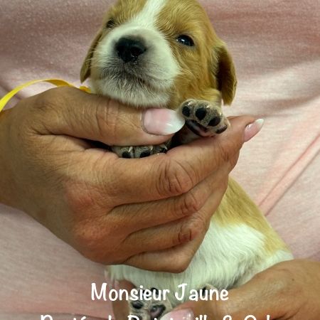 Chiots epagneul breton orange & blanc lof exc orig #6