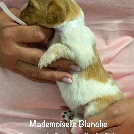 Chiots epagneul breton orange & blanc lof exc orig #8