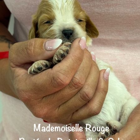 Chiots epagneul breton orange & blanc lof exc orig #9