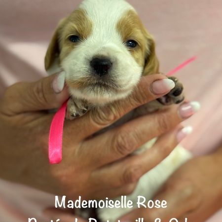 Chiots epagneul breton orange & blanc lof exc orig