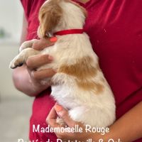 Chiots epagneul breton orange & blanc lof exc orig #1