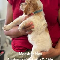 Chiots epagneul breton orange & blanc lof exc orig #3