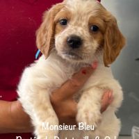 Chiots epagneul breton orange & blanc lof exc orig #4