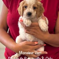 Chiots epagneul breton orange & blanc lof exc orig #5