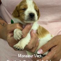 Chiots epagneul breton orange & blanc lof exc orig #2