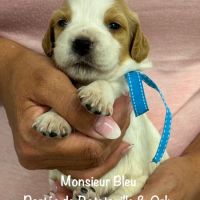 Chiots epagneul breton orange & blanc lof exc orig #4