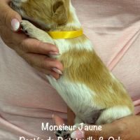 Chiots epagneul breton orange & blanc lof exc orig #5