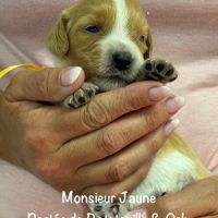 Chiots epagneul breton orange & blanc lof exc orig #7