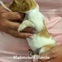 Chiots epagneul breton orange & blanc lof exc orig #8