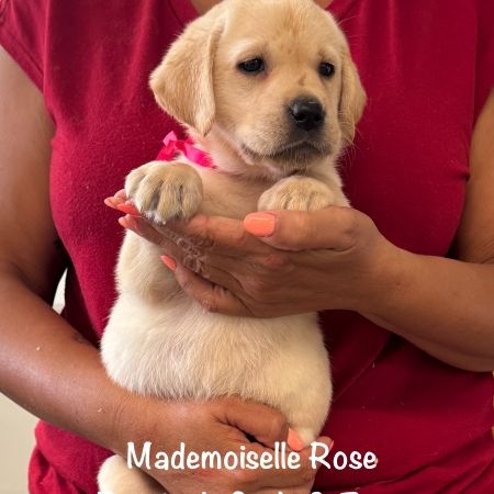 Superbes chiots labrador sables lof #1