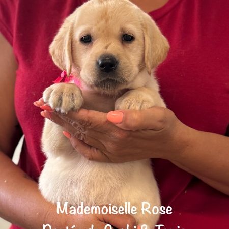 Superbes chiots labrador sables lof #2