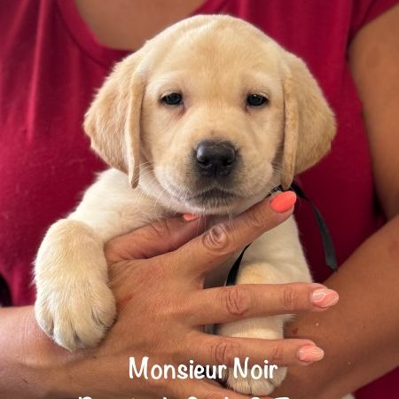 Superbes chiots labrador sables lof #3