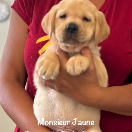 Superbes chiots labrador sables lof #5