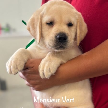 Superbes chiots labrador sables lof #6