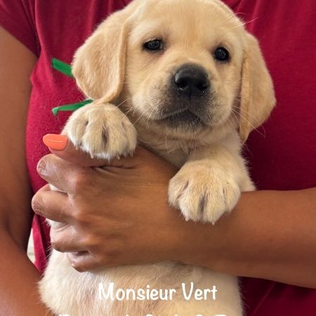Superbes chiots labrador sables lof #8