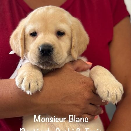 Superbes chiots labrador sables lof