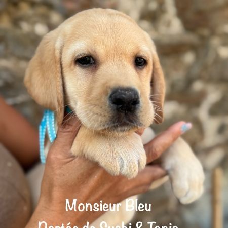 Superbes chiots labrador sables lof