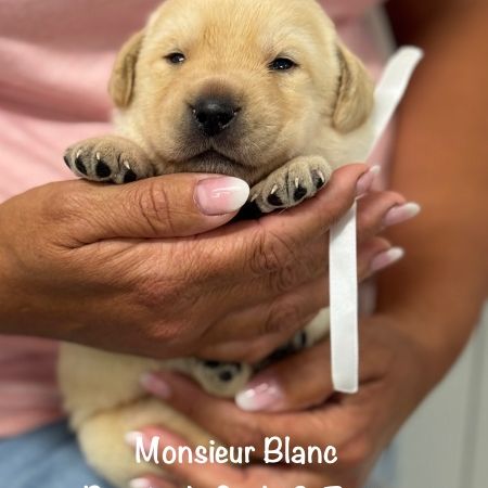 Superbes chiots labrador sables lof #1