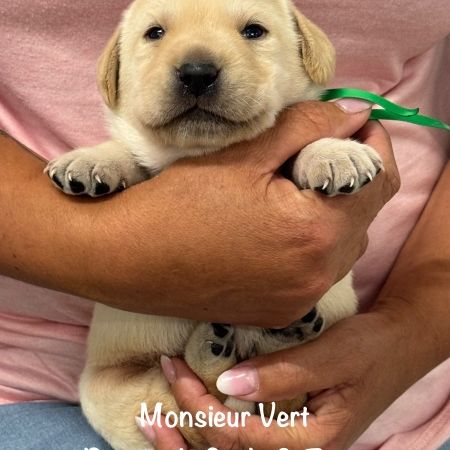 Superbes chiots labrador sables lof #3