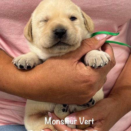 Superbes chiots labrador sables lof #4