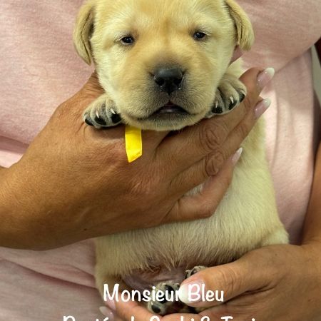 Superbes chiots labrador sables lof #5