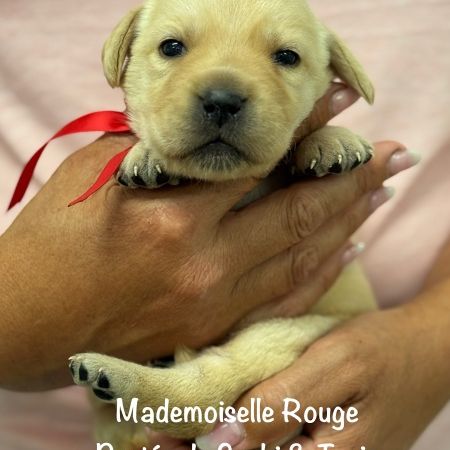 Superbes chiots labrador sables lof #0