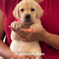 Superbes chiots labrador sables lof #2
