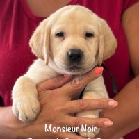 Superbes chiots labrador sables lof #3