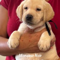 Superbes chiots labrador sables lof #4
