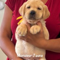 Superbes chiots labrador sables lof #5