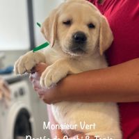 Superbes chiots labrador sables lof #7
