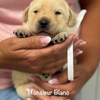 Superbes chiots labrador sables lof #1