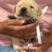 Superbes chiots labrador sables lof #2