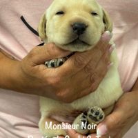 Superbes chiots labrador sables lof #6