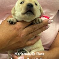 Superbes chiots labrador sables lof #8