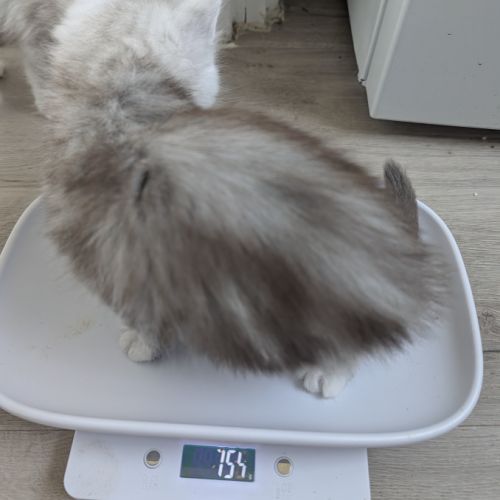 5 chatons maine coon shaded disponibles #1