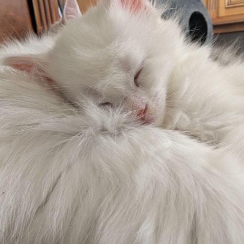 5 chatons maine coon shaded disponibles #3