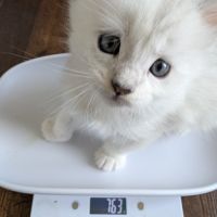 5 chatons maine coon shaded disponibles