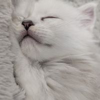 5 chatons maine coon shaded disponibles #4