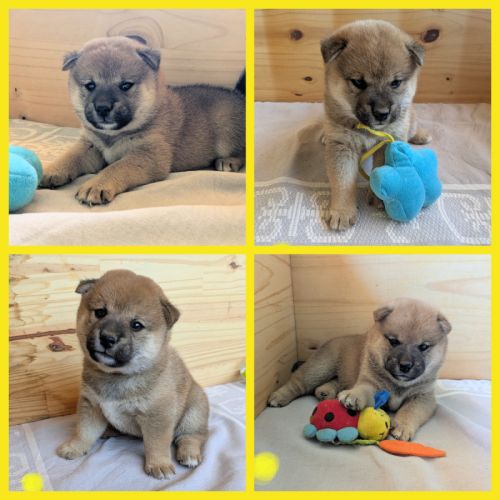 Adorables chiots shiba lof dispo 14/7, père japon #2