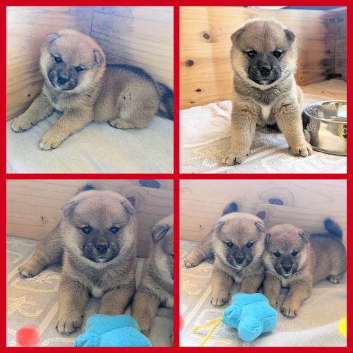 Adorables chiots shiba lof dispo 14/7, père japon #3