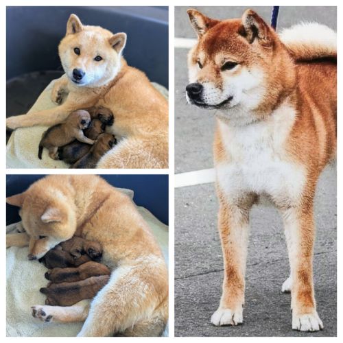 Adorables chiots shiba lof dispo 14/7, père japon #4