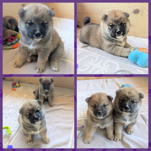 Adorables chiots shiba lof dispo 14/7, père japon #6