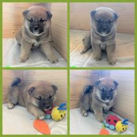 Adorables chiots shiba lof dispo 14/7, père japon #5