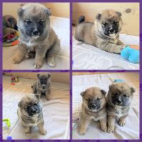 Adorables chiots shiba lof dispo 14/7, père japon #6
