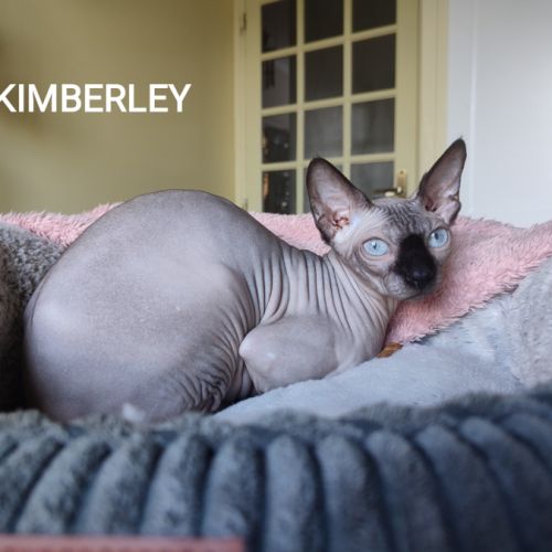 A vendre sphynx mâle et femelles #2