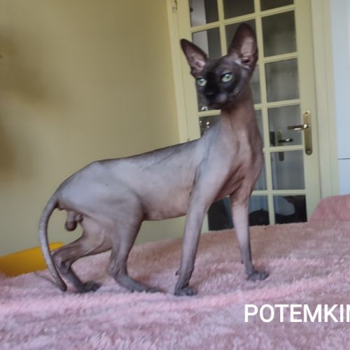 A vendre sphynx mâle et femelles #3